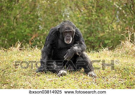 "Chimpanzee (Pan troglodytes troglodytes), male, captive, Miami, Florida, USA" View Large Photo Image Stock Photography - "Chimpanzee (Pan troglodytes troglodytes), male, captive, Miami, Florida, USA". Fotosearch