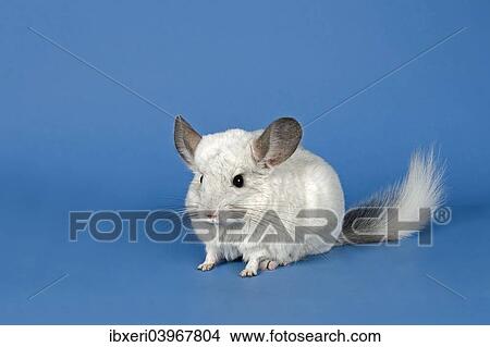 Chinchilla View Large Photo Image Picture - Chinchilla. Fotosearch