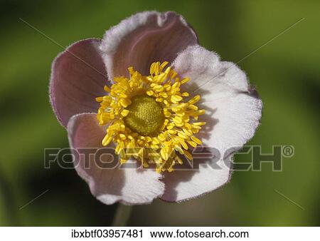 Chinese Anemone (Anemone hupehensis) View Large Photo Image Stock Image - Chinese Anemone (Anemone hupehensis). Fotosearch