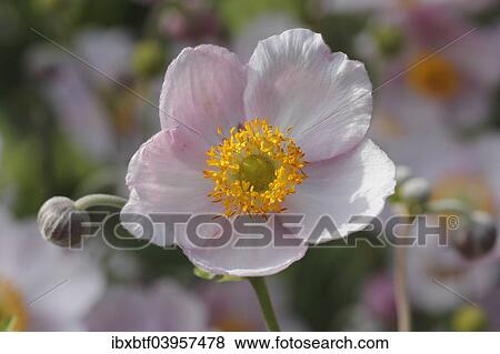 Chinese anemone (Anemone hupehensis) View Large Photo Image Stock Photo - Chinese anemone (Anemone hupehensis). Fotosearch