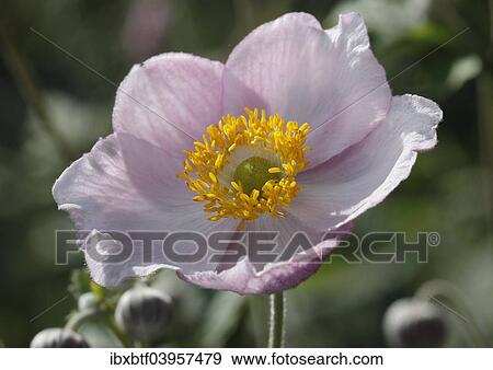Chinese anemone (Anemone hupehensis) View Large Photo Image Stock Photo - Chinese anemone (Anemone hupehensis). Fotosearch