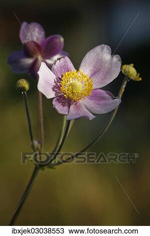 "Chinese Anemone, Japanese Anemone, thimbleweed or windflower (Anemone hupehensis)" View Large Photo Image Stock Image - "Chinese Anemone, Japanese Anemone, thimbleweed or windflower (Anemone hupehensis)". Fotosearch