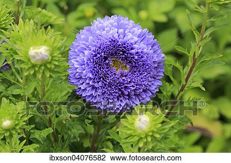 "Chinese Aster (Callistephus chinensis), flower, Germany, Europe" View Large Photo Image Stock Image - "Chinese Aster (Callistephus chinensis), flower, Germany, Europe". Fotosearch