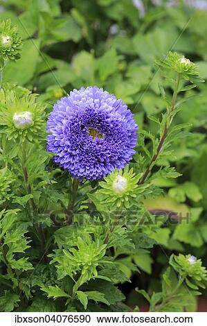 "Chinese Aster (Callistephus chinensis), flower, Germany, Europe" View Large Photo Image Stock Image - "Chinese Aster (Callistephus chinensis), flower, Germany, Europe". Fotosearch