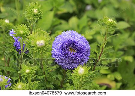 "Chinese Aster (Callistephus chinensis), flower, Germany, Europe" View Large Photo Image Stock Photo - "Chinese Aster (Callistephus chinensis), flower, Germany, Europe". Fotosearch
