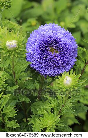 Stock Photo - "Chinese Aster (Callistephus chinensis), flower, Germany, Europe". Fotosearch