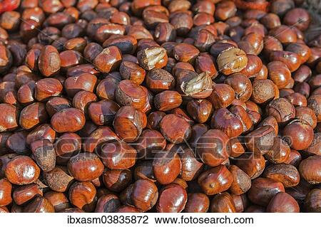 "Chinese Chestnuts (Castanea mollissima) for sale on a market, Chiang Mai, Chiang Mai Province, Thailand, Asia" View Large Photo Image Stock Image - "Chinese Chestnuts (Castanea mollissima) for sale on a market, Chiang Mai, Chiang Mai Province, Thailand, Asia". Fotosearch
