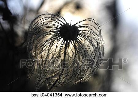 "Chinese clematis (Clematis orientalis), fruit stand, faded, backlit, Baden-Wurttemberg, Germany, Europe" View Large Photo Image Picture - "Chinese clematis (Clematis orientalis), fruit stand, faded, backlit, Baden-Wurttemberg, Germany, Europe". Fotosearch