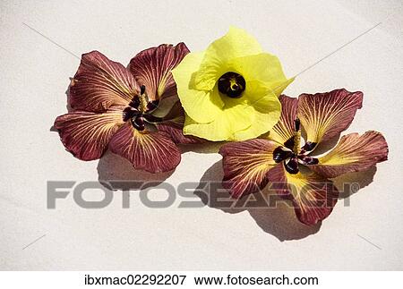 "Chinese Hibiscus flower (Hibiscus rosa-sinensis), Praslin, Seychelles, Indian Ocean, Africa" View Large Photo Image Stock Photo - "Chinese Hibiscus flower (Hibiscus rosa-sinensis), Praslin, Seychelles, Indian Ocean, Africa". Fotosearch
