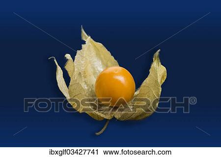 Chinese Lantern Fruit or Cape Gooseberry (Physalis peruviana) View Large Photo Image Stock Image - Chinese Lantern Fruit or Cape Gooseberry (Physalis peruviana). Fotosearch