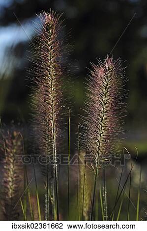 "Chinese pennisetum, Dwarf fountain grass (Pennisetum alopecuroides), Baden-Wuerttemberg, Germany, Europe" View Large Photo Image Stock Image - "Chinese pennisetum, Dwarf fountain grass (Pennisetum alopecuroides), Baden-Wuerttemberg, Germany, Europe". Fotosearch
