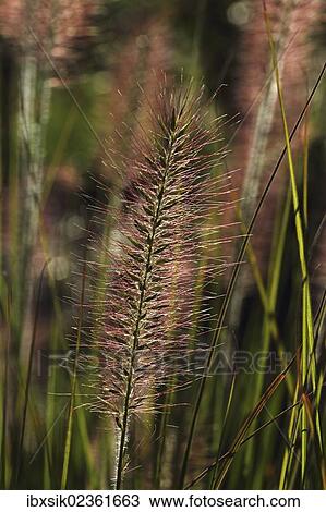 "Chinese pennisetum, Dwarf fountain grass (Pennisetum alopecuroides), Baden-Wuerttemberg, Germany, Europe" View Large Photo Image Stock Image - "Chinese pennisetum, Dwarf fountain grass (Pennisetum alopecuroides), Baden-Wuerttemberg, Germany, Europe". Fotosearch