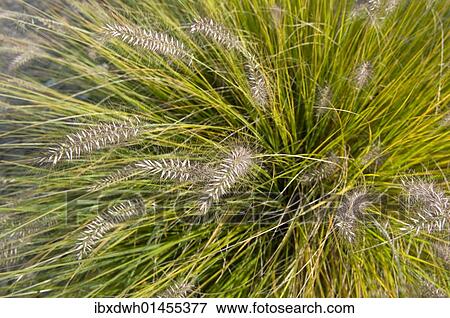 Stock Photo - "Chinese Pennisetum, Dwarf Fountain Grass (Pennisetum alopecuroides 'Hameln')". Fotosearch