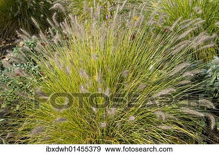 Stock Photo - "Chinese Pennisetum, Dwarf Fountain Grass (Pennisetum alopecuroides 'Hameln')". Fotosearch