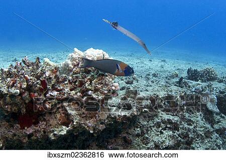 "Chinese Trumpetfish (Fistularia), Oahu, Hawaii, USA" View Large Photo Image Stock Photograph - "Chinese Trumpetfish (Fistularia), Oahu, Hawaii, USA". Fotosearch