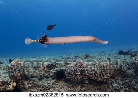 "Chinese Trumpetfish (Fistularia), Oahu, Hawaii, USA" View Large Photo Image Stock Photography - "Chinese Trumpetfish (Fistularia), Oahu, Hawaii, USA". Fotosearch