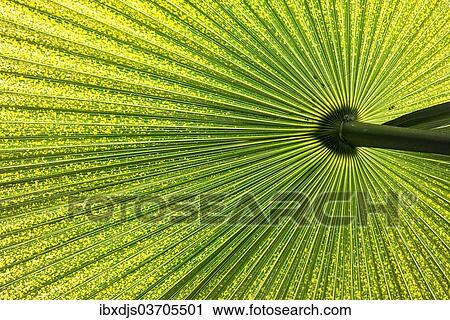 "Chinese Windmill Palm (Trachycarpus fortunei), leaf, Germany, Europe" View Large Photo Image Stock Image - "Chinese Windmill Palm (Trachycarpus fortunei), leaf, Germany, Europe". Fotosearch