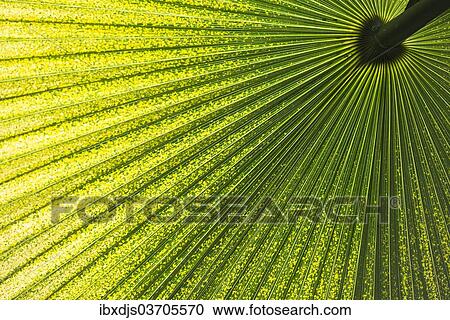 "Chinese Windmill Palm (Trachycarpus fortunei), leaf, Germany, Europe" View Large Photo Image Stock Image - "Chinese Windmill Palm (Trachycarpus fortunei), leaf, Germany, Europe". Fotosearch