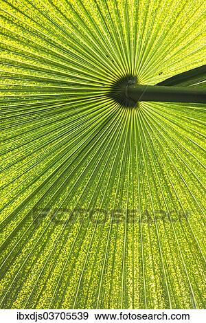 "Chinese Windmill Palm (Trachycarpus fortunei), leaf, Germany, Europe" View Large Photo Image Stock Photo - "Chinese Windmill Palm (Trachycarpus fortunei), leaf, Germany, Europe". Fotosearch