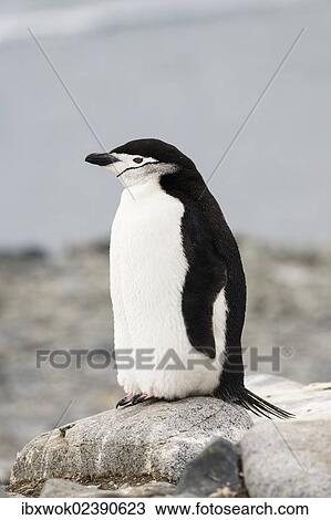 "Chinstrap Penguin (Pygoscelis antarctica), Antarctic Peninsula, Antarctica" View Large Photo Image Stock Image - "Chinstrap Penguin (Pygoscelis antarctica), Antarctic Peninsula, Antarctica". Fotosearch