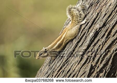 "Chipmunk (Tamias), Keoladeo National Park, Rajasthan, India, Asia" View Large Photo Image Stock Photo - "Chipmunk (Tamias), Keoladeo National Park, Rajasthan, India, Asia". Fotosearch