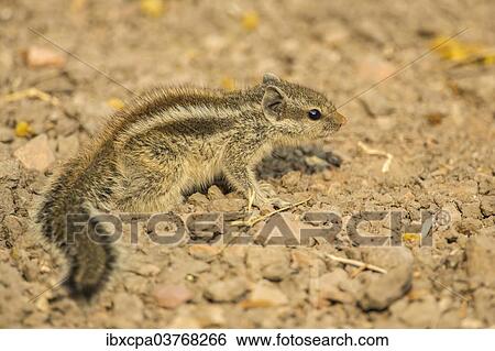 "Chipmunk (Tamias), Keoladeo National Park, Rajasthan, India, Asia" View Large Photo Image Stock Photograph - "Chipmunk (Tamias), Keoladeo National Park, Rajasthan, India, Asia". Fotosearch