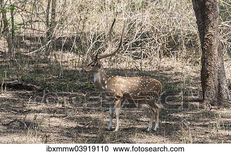 Stock Image - "Chital (Axis axis), Nagarhole National Park, Karnataka, India, Asia". Fotosearch
