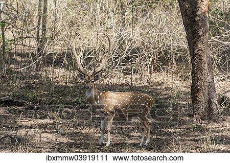 "Chital (Axis axis), Nagarhole National Park, Karnataka, India, Asia" View Large Photo Image Stock Image - "Chital (Axis axis), Nagarhole National Park, Karnataka, India, Asia". Fotosearch