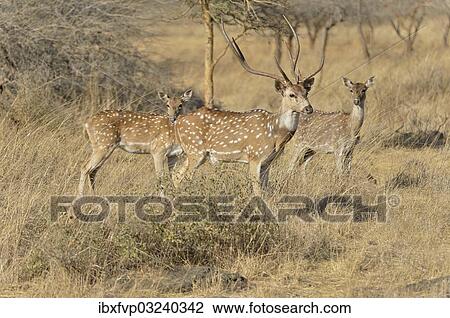 "Chital, Cheetal or Axis Deer (Axis axis), Gir Forest National Park, Gir Sanctuary, Gujarat, India, Asia" View Large Photo Image Stock Image - "Chital, Cheetal or Axis Deer (Axis axis), Gir Forest National Park, Gir Sanctuary, Gujarat, India, Asia". Fotosearch