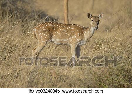 "Chital, Cheetal or Axis Deer (Axis axis), female, Gir Forest National Park, Gir Sanctuary, Gujarat, India, Asia" View Large Photo Image Stock Photography - "Chital, Cheetal or Axis Deer (Axis axis), female, Gir Forest National Park, Gir Sanctuary, Gujarat, India, Asia". Fotosearch