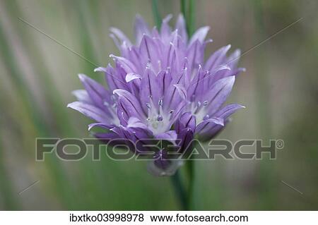 "Chives (Allium schoenoprasum), flower" View Large Photo Image Stock Photo - "Chives (Allium schoenoprasum), flower". Fotosearch