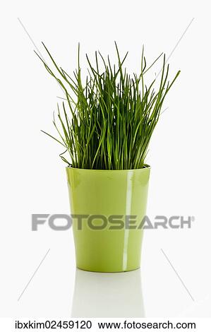 Chives (Allium schoenoprasum) in a green ceramic pot View Large Photo Image Stock Image - Chives (Allium schoenoprasum) in a green ceramic pot. Fotosearch