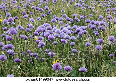 Stock Photo - "Chives (Allium schoenoprasum), Mala Fatra National Park, Slovakia, Europe". Fotosearch