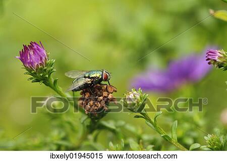 "Chloromyia formosa Soldier Fly (Chloromyia formosa) on flower, Krautheim, Baden-Wuerttemberg, Germany, Europe" View Large Photo Image Stock Photography - "Chloromyia formosa Soldier Fly (Chloromyia formosa) on flower, Krautheim, Baden-Wuerttemberg, Germany, Europe". Fotosearch