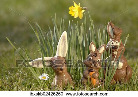 Stock Image - Chocolate bunnies in a meadow between yellow daffodils. Fotosearch