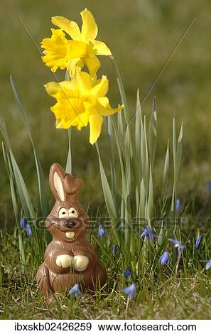 Chocolate bunny in a meadow under yellow daffodils View Large Photo Image Stock Photo - Chocolate bunny in a meadow under yellow daffodils. Fotosearch