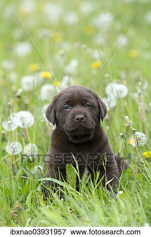 Stock Photo - Chocolate Labrador Retriever puppy. Fotosearch