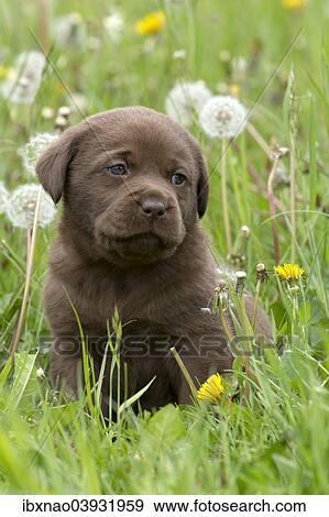 Stock Photo - Chocolate Labrador Retriever puppy. Fotosearch