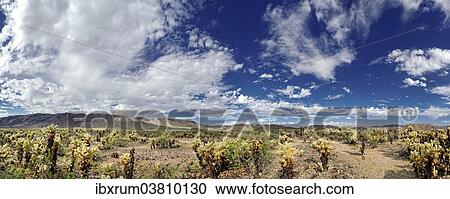 "Cholla cacti in the Cholla Cactus Garden with clouds in the sky, Joshua Tree National Park, Desert Center, California, USA" View Large Photo Image Stock Image - "Cholla cacti in the Cholla Cactus Garden with clouds in the sky, Joshua Tree National Park, Desert Center, California, USA". Fotosearch