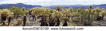 "Cholla cacti in the Cholla Cactus Garden, Joshua Tree National Park, Desert Center, California, USA" View Large Photo Image Stock Photo - "Cholla cacti in the Cholla Cactus Garden, Joshua Tree National Park, Desert Center, California, USA". Fotosearch
