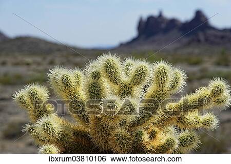 "Cholla Cactus, Joshua Tree National Park, Desert Center, California, USA" View Large Photo Image Stock Photograph - "Cholla Cactus, Joshua Tree National Park, Desert Center, California, USA". Fotosearch