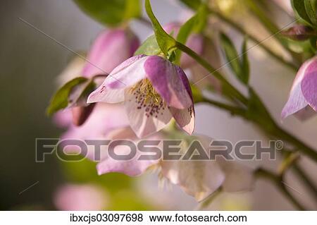 "Christmas Rose or Black Hellebore (Helleborus niger), Leverkusen, Bergisches Land, North Rhine-Westphalia, Germany, Europe" View Large Photo Image Stock Photo - "Christmas Rose or Black Hellebore (Helleborus niger), Leverkusen, Bergisches Land, North Rhine-Westphalia, Germany, Europe". Fotosearch