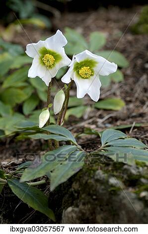 "Christmas Roses or Black Hellebore (Helleborus niger) blooming in winter, Geneva, Genf, Switzerland, Europe" View Large Photo Image Stock Photo - "Christmas Roses or Black Hellebore (Helleborus niger) blooming in winter, Geneva, Genf, Switzerland, Europe". Fotosearch