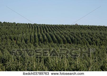 "Christmas tree farm, Eastern Townships, Hatley, Quebec, Canada, North America" View Large Photo Image Stock Image - "Christmas tree farm, Eastern Townships, Hatley, Quebec, Canada, North America". Fotosearch
