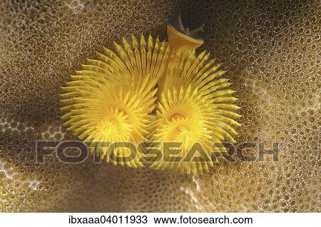 Stock Image - "Christmas tree worm (Spirobranchus giganteus), Bohol Sea, Philippines, Asia". Fotosearch