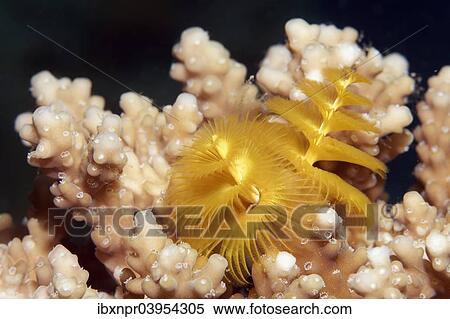 Stock Photography - "Christmas tree worm (Spirobranchus giganteus) on Acropora-stone coral (Acropora sp. ), Makadi Bay, Red Sea, Hurghada, Egypt, Africa". Fotosearch