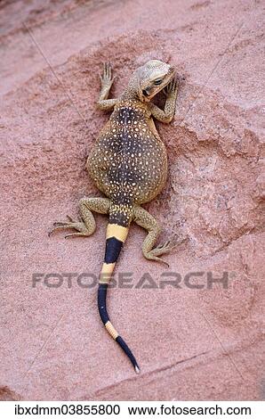 "Chuckwalla (Sauromalus ater), male, young, climbing on red sandstone, Valley of Fire State Park, Nevada, United States, North America" View Large Photo Image Stock Image - "Chuckwalla (Sauromalus ater), male, young, climbing on red sandstone, Valley of Fire State Park, Nevada, United States, North America". Fotosearch