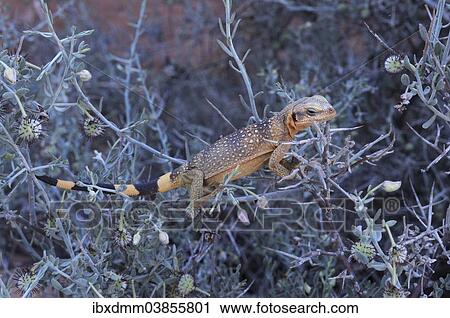 "Chuckwalla (Sauromalus ater), male, young, climbing on a thorny bush, Valley of Fire State Park, Nevada, United States, North America" View Large Photo Image Stock Image - "Chuckwalla (Sauromalus ater), male, young, climbing on a thorny bush, Valley of Fire State Park, Nevada, United States, North America". Fotosearch