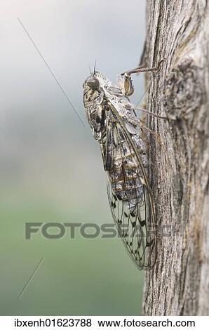 "Cicada (Auchenorrhyncha), Italy, Europe" View Large Photo Image Stock Photo - "Cicada (Auchenorrhyncha), Italy, Europe". Fotosearch