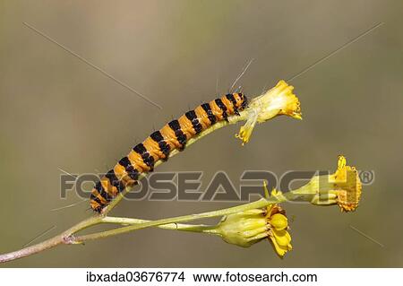"Cinnabar Moth (Tyria jacobaeae), caterpillar feeding on yellow ragwort flowers (Senecio sp. ), Altenseelbach, Neunkirchen, North Rhine-Westphalia, Germany, Europe" View Large Photo Image Picture - "Cinnabar Moth (Tyria jacobaeae), caterpillar feeding on yellow ragwort flowers (Senecio sp. ), Altenseelbach, Neunkirchen, North Rhine-Westphalia, Germany, Europe". Fotosearch